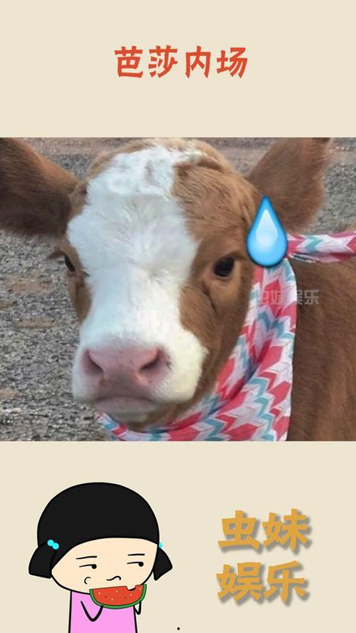 娱乐吃瓜酱可爱,可爱日常,带你领略娱乐圈甜蜜瞬间