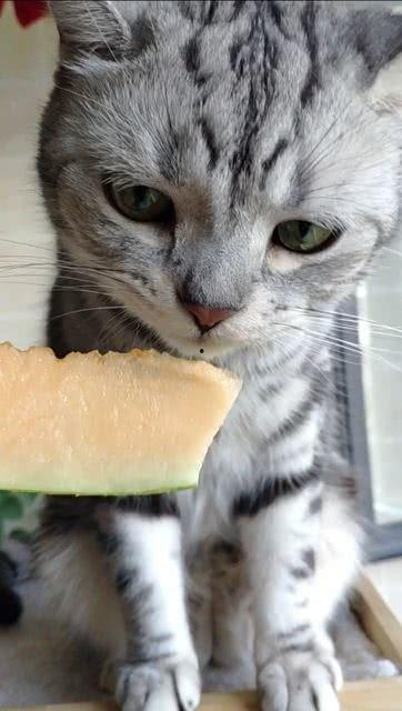 娱乐吃瓜猫,揭秘娱乐圈那些不为人知的幕后故事  第2张 娱乐吃瓜猫,揭秘娱乐圈那些不为人知的幕后故事  第2张