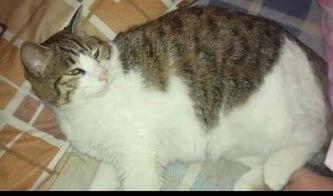 娱乐吃瓜猫,揭秘娱乐圈那些不为人知的幕后故事  第3张 娱乐吃瓜猫,揭秘娱乐圈那些不为人知的幕后故事  第3张