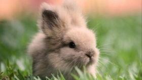 兔兔吃瓜娱乐,娱乐无限,揭秘娱乐圈幕后趣事  第3张 兔兔吃瓜娱乐,娱乐无限,揭秘娱乐圈幕后趣事  第3张