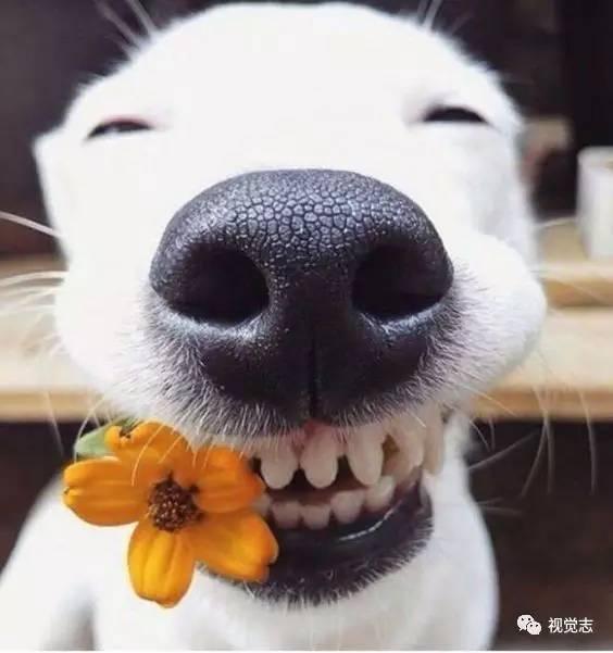 娱乐吃瓜君狗狗,揭秘娱乐圈宠物的趣味生活  第2张 娱乐吃瓜君狗狗,揭秘娱乐圈宠物的趣味生活  第2张