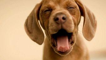 娱乐吃瓜君狗狗,揭秘娱乐圈宠物的趣味生活  第3张 娱乐吃瓜君狗狗,揭秘娱乐圈宠物的趣味生活  第3张