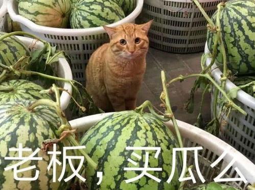 浮云娱乐吃瓜,揭秘娱乐圈最新吃瓜事件  第2张 浮云娱乐吃瓜,揭秘娱乐圈最新吃瓜事件  第2张