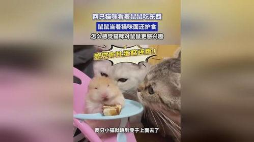 娱乐吃瓜酱鼠鼠,揭秘娱乐圈那些不为人知的幕后故事  第2张 娱乐吃瓜酱鼠鼠,揭秘娱乐圈那些不为人知的幕后故事  第2张