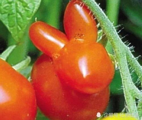 吃瓜娱乐圈大瓜,揭秘明星背后的惊人真相  第2张 吃瓜娱乐圈大瓜,揭秘明星背后的惊人真相  第2张