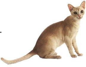 娱乐吃瓜酱猫叫,揭秘娱乐圈那些不为人知的秘密  第3张 娱乐吃瓜酱猫叫,揭秘娱乐圈那些不为人知的秘密  第3张