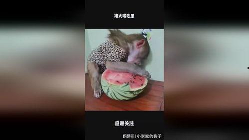 娱乐大嘴吃瓜,揭秘娱乐圈背后的秘密与八卦  第2张 娱乐大嘴吃瓜,揭秘娱乐圈背后的秘密与八卦  第2张