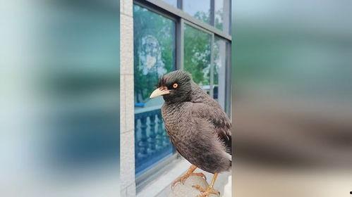 娱乐吃瓜小八哥是谁啊小说,揭秘网络小说中的神秘角色  第2张 娱乐吃瓜小八哥是谁啊小说,揭秘网络小说中的神秘角色  第2张