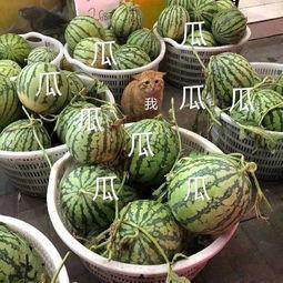 娱乐吃瓜菌火,揭秘娱乐圈幕后风云  第2张 娱乐吃瓜菌火,揭秘娱乐圈幕后风云  第2张