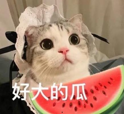 娱乐吃瓜君猫咪,揭秘娱乐圈的萌宠生活  第2张 娱乐吃瓜君猫咪,揭秘娱乐圈的萌宠生活  第2张