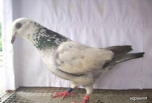 娱乐吃瓜君鸽子,揭秘娱乐圈背后的那些事儿 第3张 娱乐吃瓜君鸽子,揭秘娱乐圈背后的那些事儿 第3张