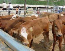 吃瓜娱乐酱黄牛,揭秘娱乐圈幕后黑手 第3张 吃瓜娱乐酱黄牛,揭秘娱乐圈幕后黑手 第3张