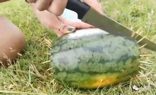 娱乐吃瓜鱼,揭秘娱乐圈那些不为人知的幕后故事 第2张 娱乐吃瓜鱼,揭秘娱乐圈那些不为人知的幕后故事 第2张