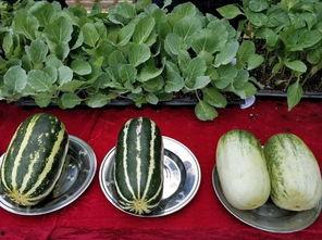 娱乐吃瓜壁纸图片,揭秘吃瓜群众背后的故事 第2张 娱乐吃瓜壁纸图片,揭秘吃瓜群众背后的故事 第2张