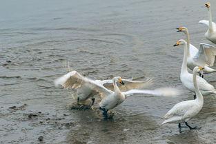 天鹅娱乐资讯吃瓜,揭秘娱乐圈最新“吃瓜”热点 第2张 天鹅娱乐资讯吃瓜,揭秘娱乐圈最新“吃瓜”热点 第2张