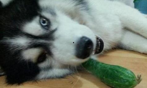 二哈吃瓜娱乐,揭秘娱乐圈那些不为人知的幕后故事 第1张 二哈吃瓜娱乐,揭秘娱乐圈那些不为人知的幕后故事 第1张