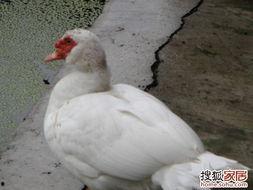 娱乐吃瓜鹅鸭,吃瓜鹅鸭带你探秘明星幕后故事 第2张 娱乐吃瓜鹅鸭,吃瓜鹅鸭带你探秘明星幕后故事 第2张