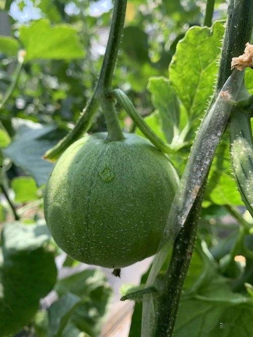 娱乐吃瓜号怎么做,如何轻松成为娱乐圈的“情报达人”  第3张