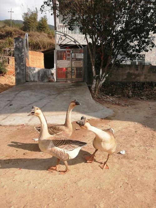 吃瓜娱乐鹅,揭秘娱乐圈背后的那些事儿  第3张