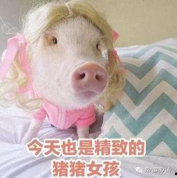 娱乐吃瓜酱猪猪,揭秘娱乐圈幕后故事与趣味瞬间 第2张 娱乐吃瓜酱猪猪,揭秘娱乐圈幕后故事与趣味瞬间 第2张