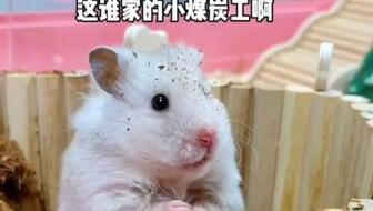 鼠鼠娱乐吃瓜,趣味吃瓜，欢乐无限