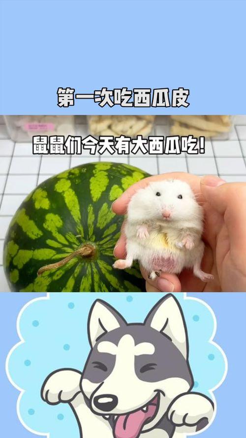 鼠鼠娱乐吃瓜,趣味吃瓜,欢乐无限 第2张 鼠鼠娱乐吃瓜,趣味吃瓜,欢乐无限 第2张
