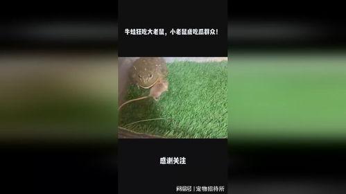 鼠鼠娱乐吃瓜,趣味吃瓜,欢乐无限 第3张 鼠鼠娱乐吃瓜,趣味吃瓜,欢乐无限 第3张
