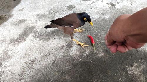 娱乐吃瓜小八哥是谁啊视频,视频背后的网络红人故事 第2张 娱乐吃瓜小八哥是谁啊视频,视频背后的网络红人故事 第2张