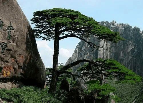 娱乐吃瓜君黄山,奇松怪石,感受自然奇观 第2张 娱乐吃瓜君黄山,奇松怪石,感受自然奇观 第2张