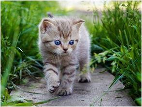 娱乐吃瓜酱猫猫,吃瓜猫猫的奇幻人生与娱乐圈的狗血故事 第2张 娱乐吃瓜酱猫猫,吃瓜猫猫的奇幻人生与娱乐圈的狗血故事 第2张