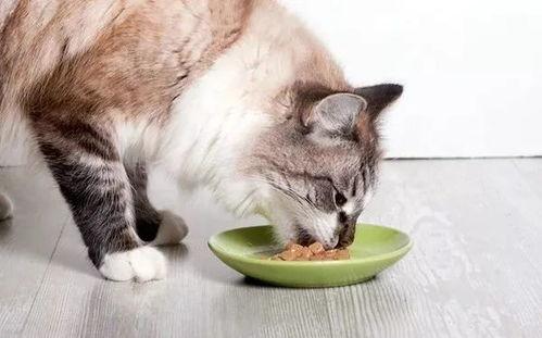 娱乐吃瓜酱猫猫,吃瓜猫猫的奇幻人生与娱乐圈的狗血故事 第3张 娱乐吃瓜酱猫猫,吃瓜猫猫的奇幻人生与娱乐圈的狗血故事 第3张