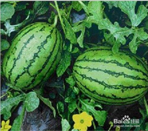 西瓜娱乐吃瓜,西瓜娱乐盛宴,尽享清凉一夏” 第2张 西瓜娱乐吃瓜,西瓜娱乐盛宴,尽享清凉一夏” 第2张