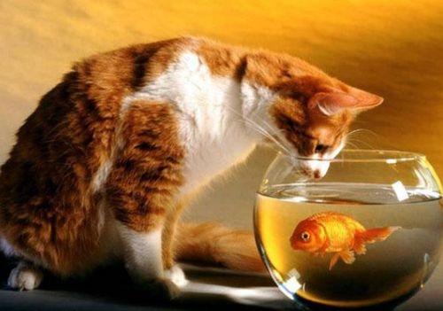 娱乐吃瓜菌猫猫,揭秘娱乐圈背后的故事与趣闻 第2张 娱乐吃瓜菌猫猫,揭秘娱乐圈背后的故事与趣闻 第2张