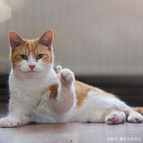 娱乐吃瓜菌猫猫,揭秘娱乐圈背后的故事与趣闻 第3张 娱乐吃瓜菌猫猫,揭秘娱乐圈背后的故事与趣闻 第3张