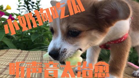 娱乐吃瓜菌小狗,揭秘影视圈中的萌宠传奇