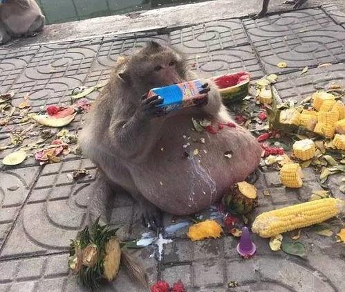娱乐吃瓜酱猴,吃瓜酱猴带你领略娱乐风云变幻 第3张 娱乐吃瓜酱猴,吃瓜酱猴带你领略娱乐风云变幻 第3张