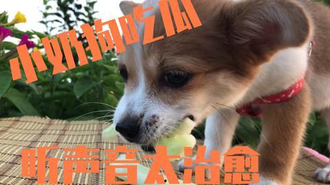 狗狗娱乐吃瓜酱,揭秘宠物界的趣味生活 第2张 狗狗娱乐吃瓜酱,揭秘宠物界的趣味生活 第2张
