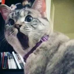 娱乐吃瓜君猫
