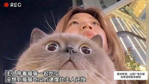 娱乐吃瓜猫嘎嘎 第2张 娱乐吃瓜猫嘎嘎 第2张