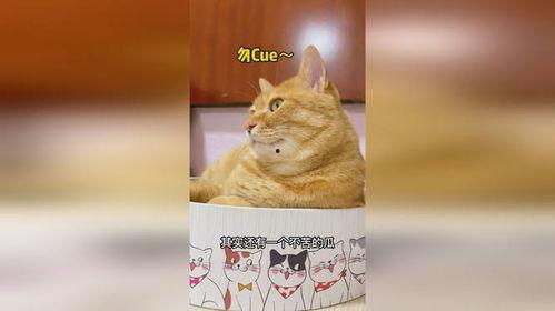 娱乐吃瓜猫嘎嘎 第3张 娱乐吃瓜猫嘎嘎 第3张