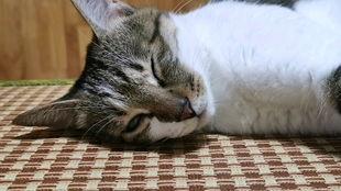 娱乐吃猫瓜,揭秘“吃猫瓜”背后的故事与真相 第2张 娱乐吃猫瓜,揭秘“吃猫瓜”背后的故事与真相 第2张