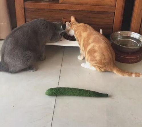 娱乐吃猫瓜,揭秘“吃猫瓜”背后的故事与真相 第3张 娱乐吃猫瓜,揭秘“吃猫瓜”背后的故事与真相 第3张