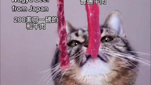 娱乐吃瓜酱小猫,揭秘娱乐圈那些不为人知的幕后故事 第3张 娱乐吃瓜酱小猫,揭秘娱乐圈那些不为人知的幕后故事 第3张