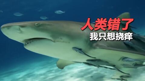 娱乐吃瓜酱鲨鱼,揭秘娱乐圈那些不为人知的幕后故事 第2张 娱乐吃瓜酱鲨鱼,揭秘娱乐圈那些不为人知的幕后故事 第2张