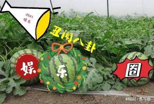 娱乐吃圈瓜,揭秘明星幕后故事 第3张 娱乐吃圈瓜,揭秘明星幕后故事 第3张