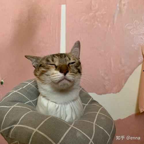 三花猫的两个老公娱乐吃瓜酱,两个老公的娱乐吃瓜日常 第3张 三花猫的两个老公娱乐吃瓜酱,两个老公的娱乐吃瓜日常 第3张
