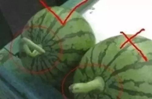娱乐吃瓜教,吃瓜群众教你如何成为行走的八卦达人 第3张 娱乐吃瓜教,吃瓜群众教你如何成为行走的八卦达人 第3张